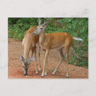 White Tails Buck Hjort Vykort