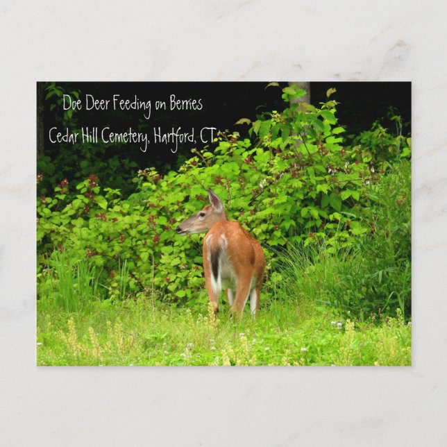 White Tails Doe Hjort i Hartford, CT Vykort (Framsida)