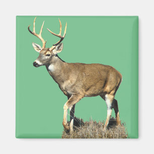 White Tails Hjort Buck Magnet