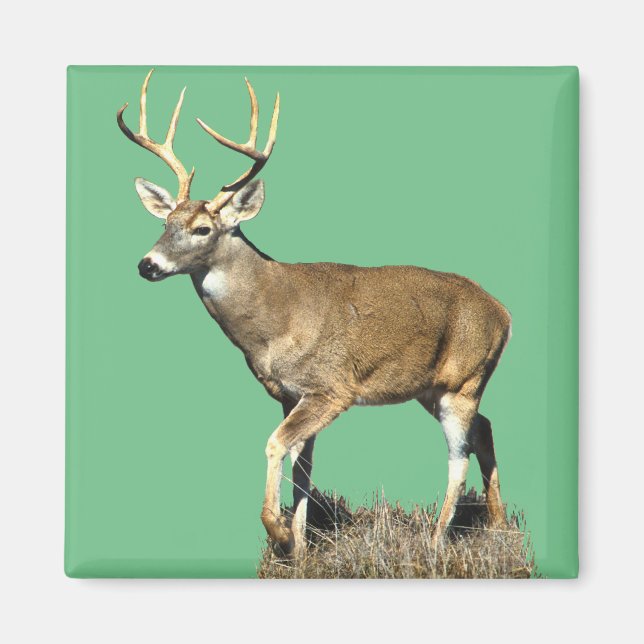 White Tails Hjort Buck Magnet (Framsidan)