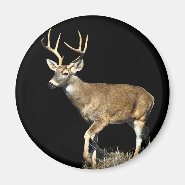 White Tails Hjort Buck Magnet (Framsidan)