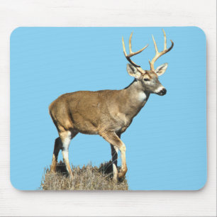 White Tails Hjort Buck Musmatta