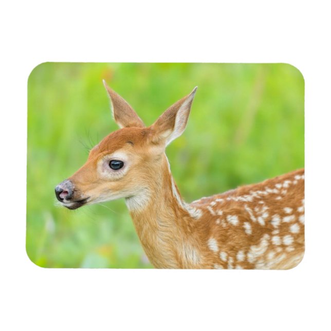 White-Tails Hjort Fawn | Minnesota Magnet (Horisontell)