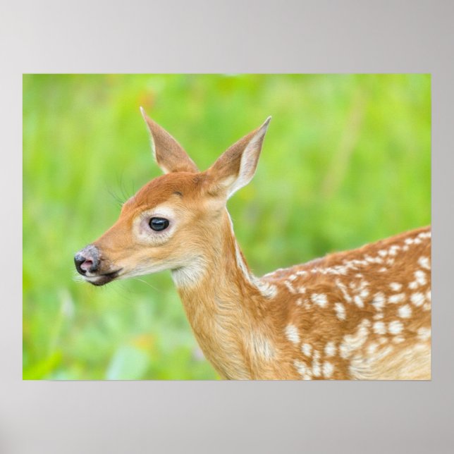 White-Tails Hjort Fawn | Minnesota Poster (Framsidan)
