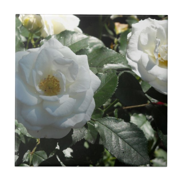 White Tea Ro Kakelplatta (Framsidan)