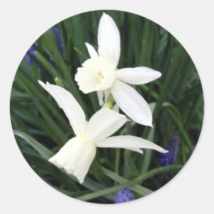 White Thalia Daffodils Classic Round Sticker Runt Klistermärke
