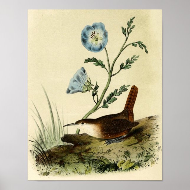 White Throated Wren Poster (Framsidan)