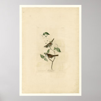 White Throred Sparrow_Audubon Poster