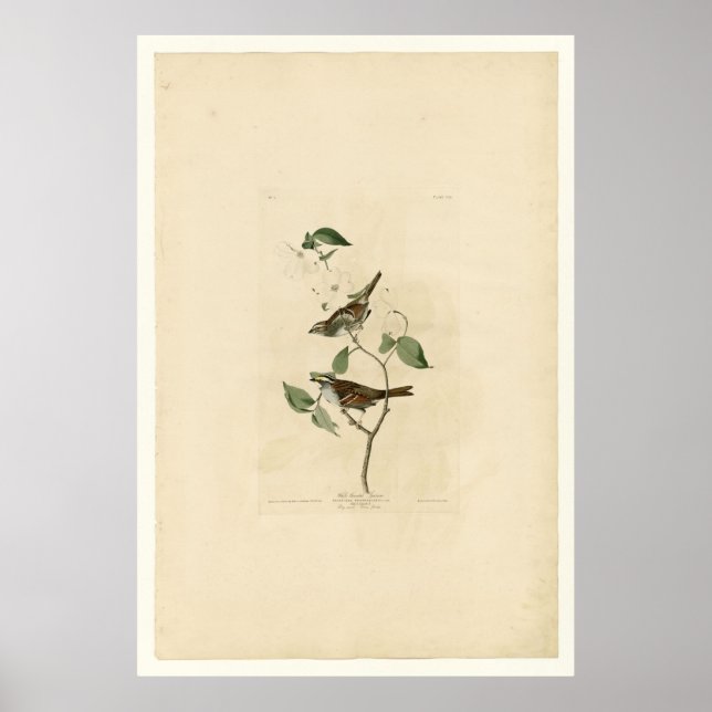 White Throred Sparrow_Audubon Poster (Framsidan)