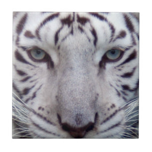 white-tiger2-10x10 kakelplatta
