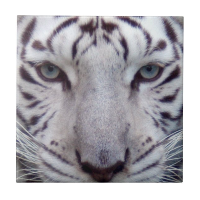white-tiger2-10x10 kakelplatta (Framsidan)