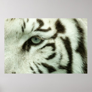 WHITE TIGER ANSIKTE POSTER