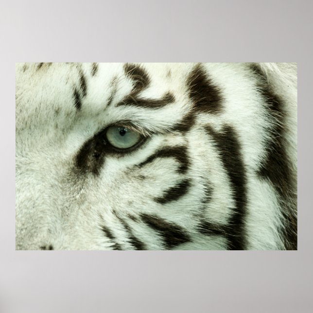 WHITE TIGER ANSIKTE POSTER (Framsidan)