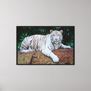 White Tiger Canvastryck