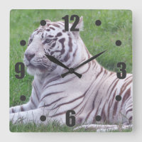 White Tiger