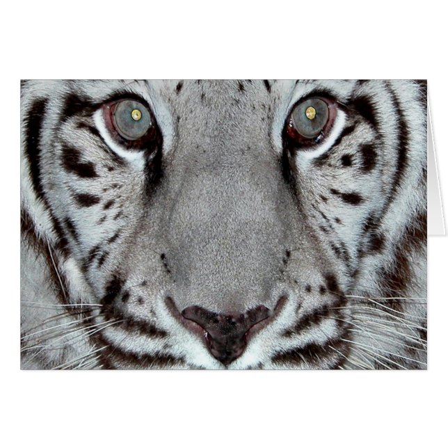 White Tiger Hälsningskort (Framsidan Horizontal)