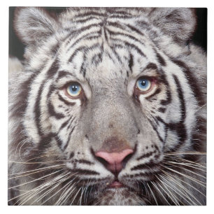 White Tiger Kakelplatta