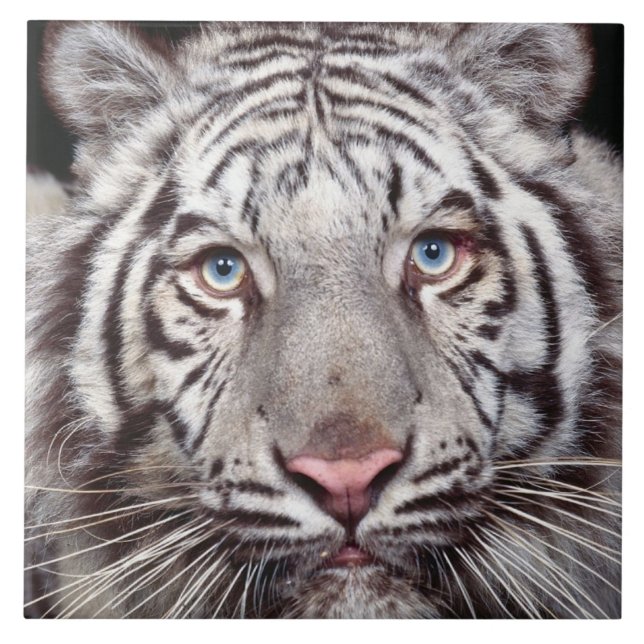 White Tiger Kakelplatta (Framsidan)