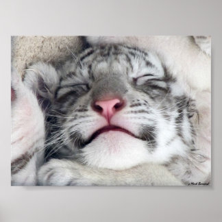White Tiger Kitten Poster