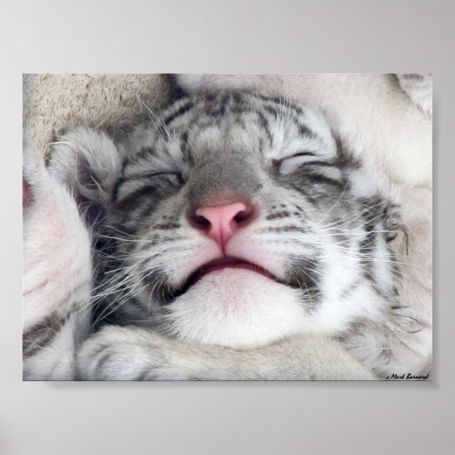 White Tiger Kitten Poster (Framsidan)