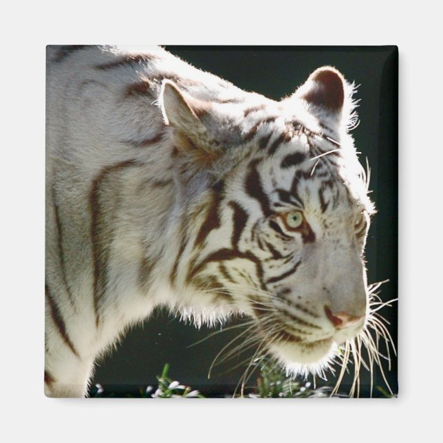 White Tiger Magnet (Framsidan)
