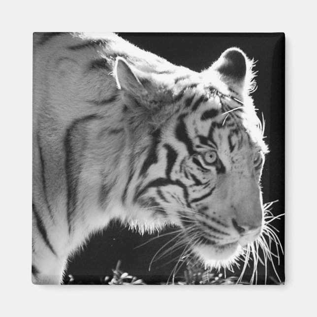 White Tiger Magnet (Framsidan)