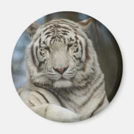 White Tiger Magnet