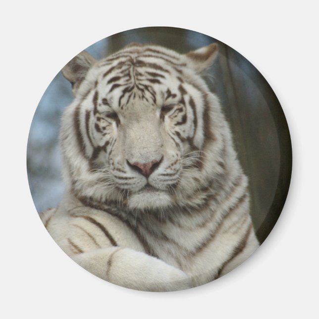 White Tiger Magnet (Framsidan)