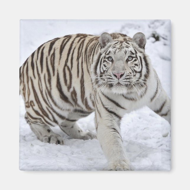 White Tiger Magnet (Framsidan)