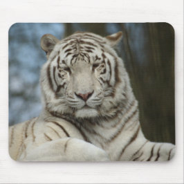 White Tiger Musmatta