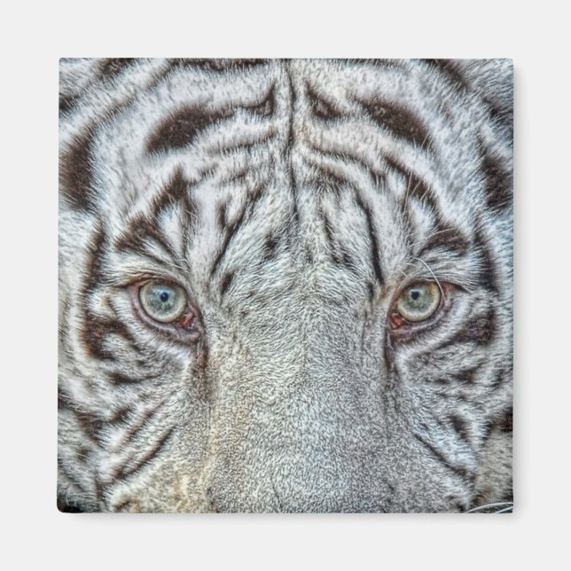 White Tiger Ögon Magnet (Framsidan)