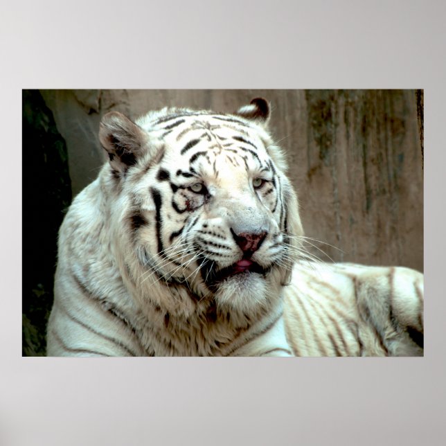 White Tiger Poster (Framsidan)