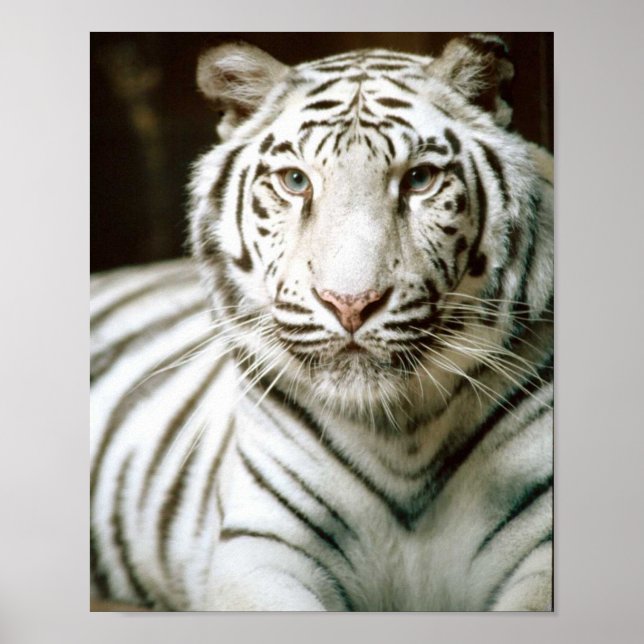 White Tiger Poster (Framsidan)