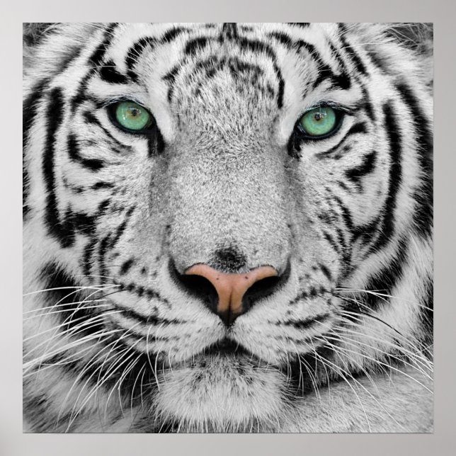 White Tiger Poster (Framsidan)
