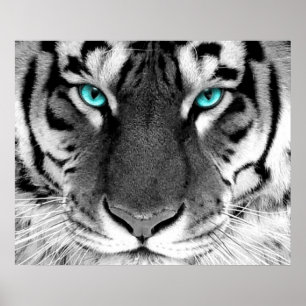 White Tiger Poster Ögon