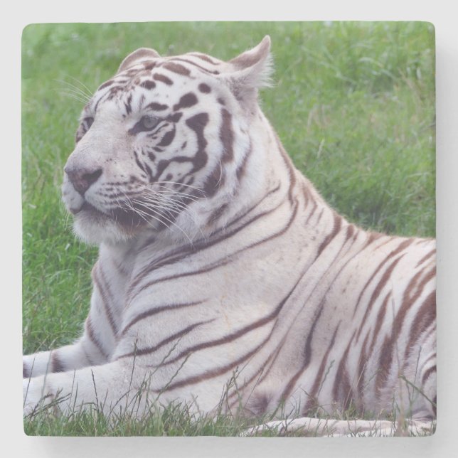 White Tiger Stenunderlägg (Framsidan)