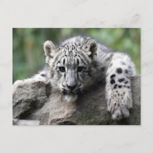 White Tiger Unge Vykort