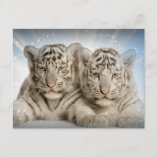 White Tiger Unge Vykort