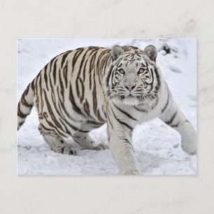 White Tiger Vykort