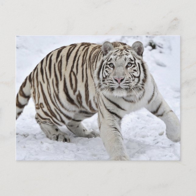 White Tiger Vykort (Framsida)