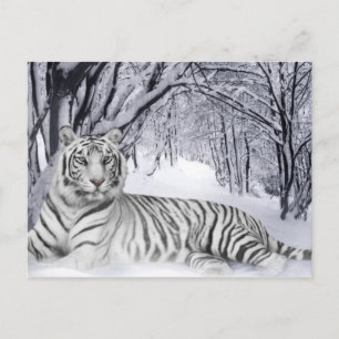 White TIger Vykort