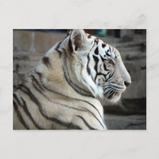 White Tiger Vykort