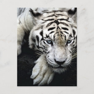 White Tiger Vykort