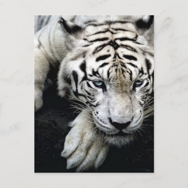 White Tiger Vykort (Framsida)