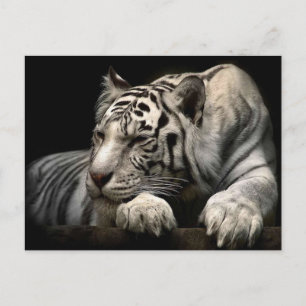 White Tiger Vykort