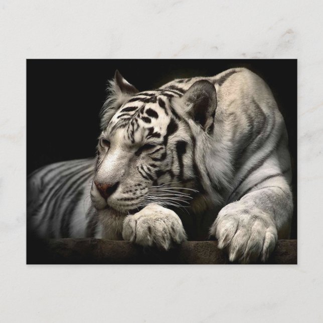 White Tiger Vykort (Framsida)