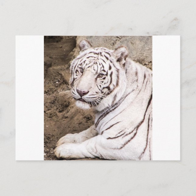 White Tiger Vykort (Framsida)