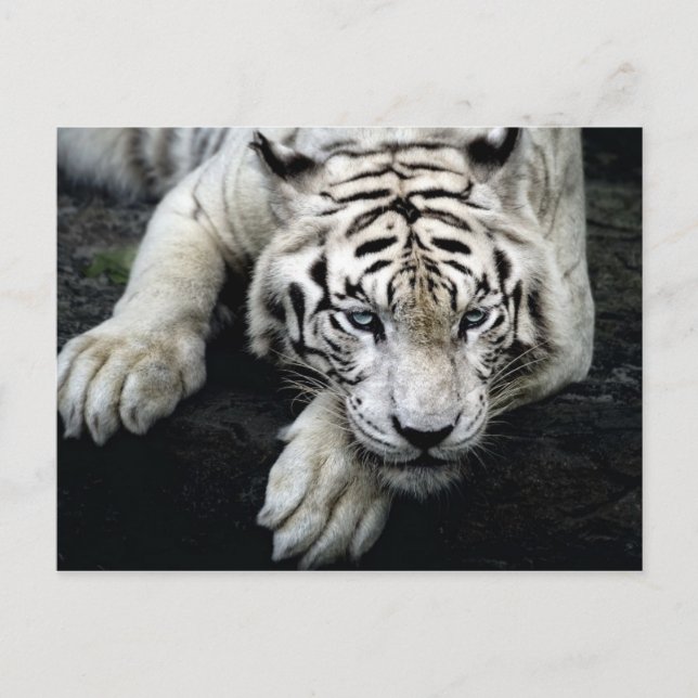 White Tiger Vykort (Framsida)
