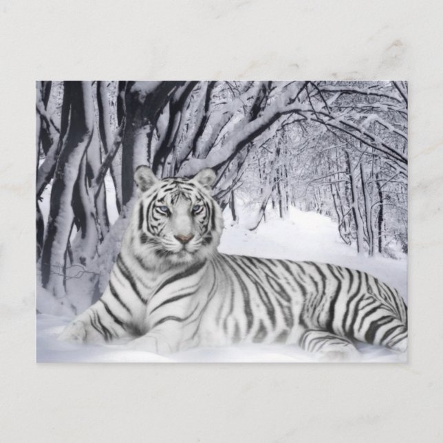 White Tiger Vykort (Framsida)