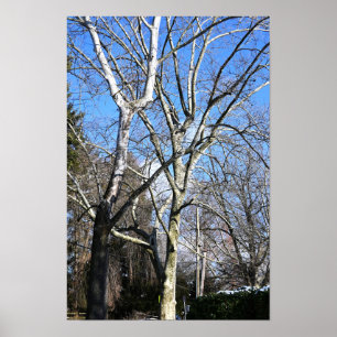 White Träd Poster